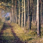 Sherwood Forest